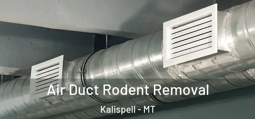  Air Duct Rodent Removal Kalispell - MT